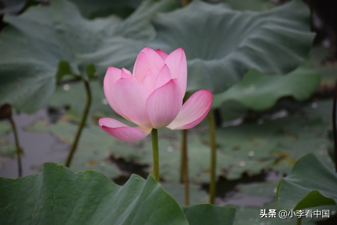 江苏常熟沙家浜现状,江苏常熟沙家浜景区演出