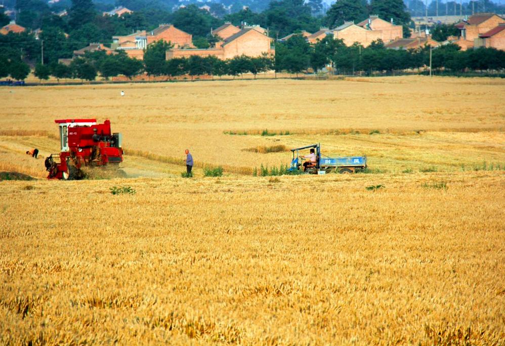夏至夫妻各自歇什么意思,夏至有什么和什么习俗