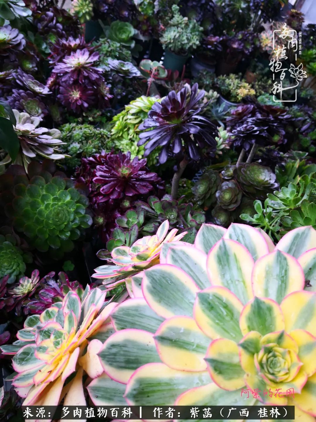 如何在夏天买的多肉度夏,多肉度夏好帮手