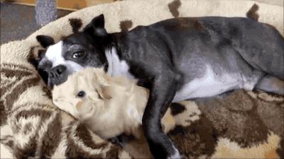 狗狗上厕所前刨地是什么意思,狗狗刨土啥意思