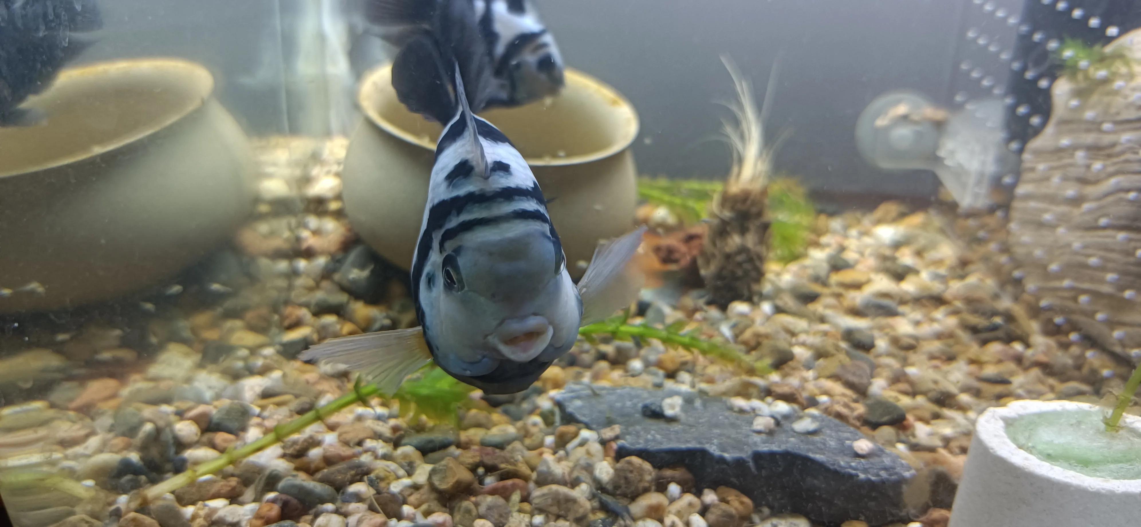 鹦鹉鱼可以跟迷你鹦鹉鱼一起养吗,迷你鹦鹉鱼会吃别的鹦鹉鱼小鱼吗