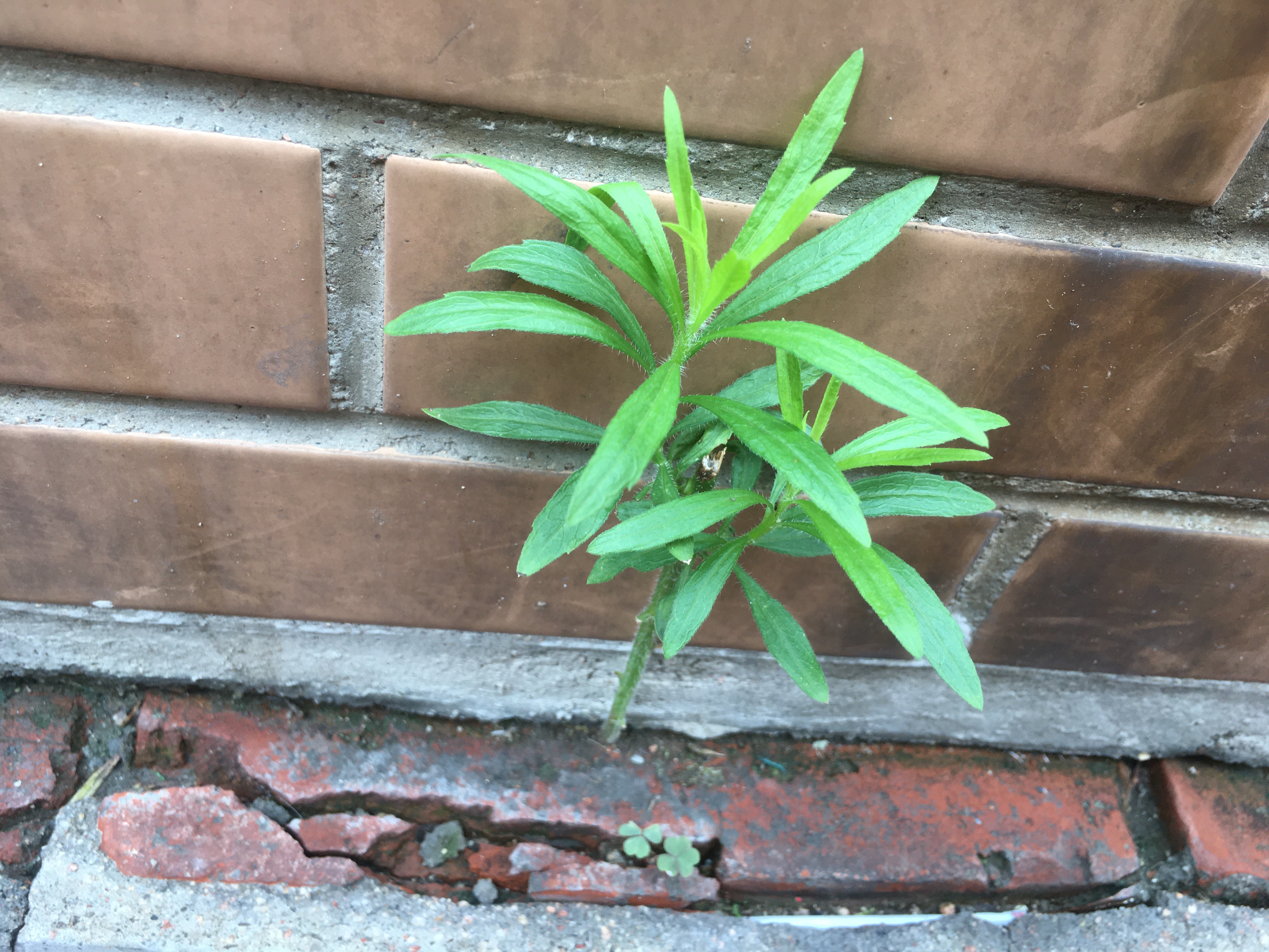 为什么水泥地会长高,为什么草坪会长很多杂草呢