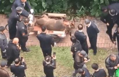 800万头野猪泛滥成灾,20000头野猪成灾