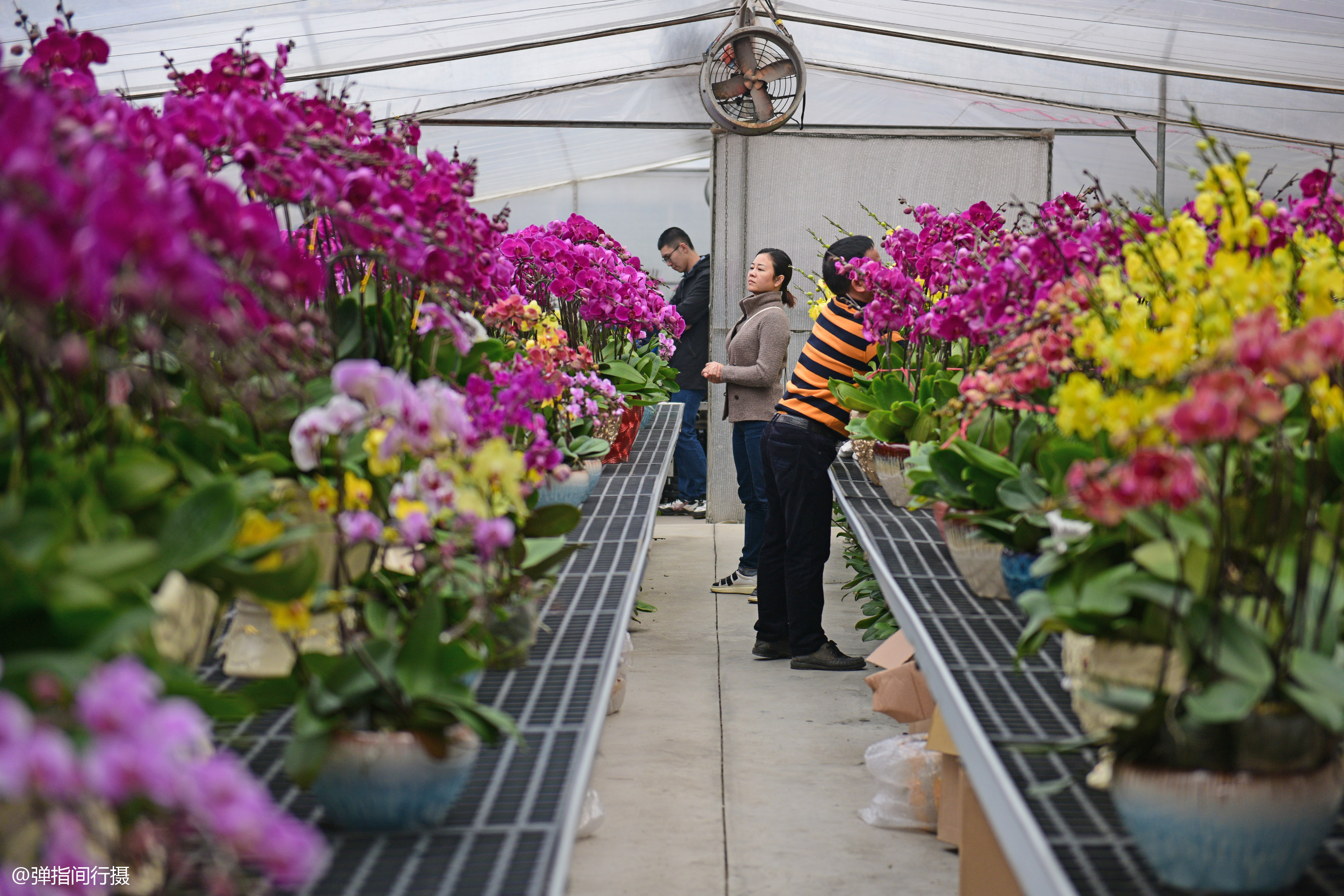 河北一大学生种植花卉，建造“最美后花园”年收入过百万