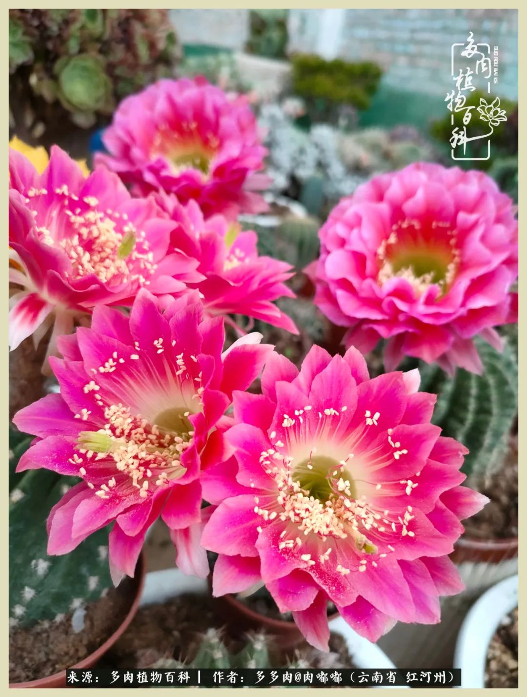 这个春天我们一起去赏花,这个季节我们一起去看花