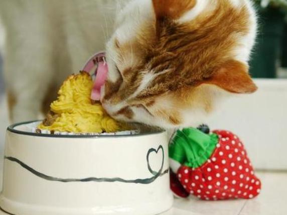 猫咪烫伤了皮掉了怎么办,小猫猫烧伤了怎么办