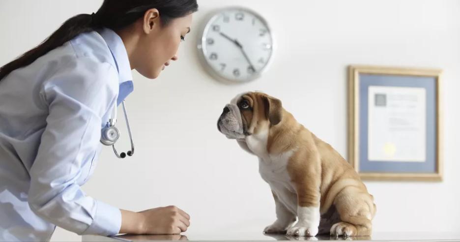 狗狗打了疫苗伤了人要打疫苗吗,狗狗疫苗都打哪些