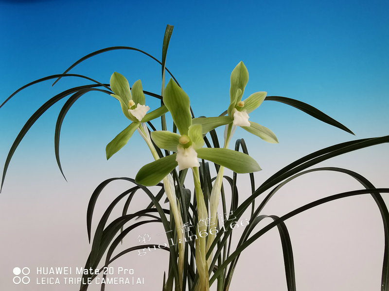 兰花交易形态分析,兰花交易28亿