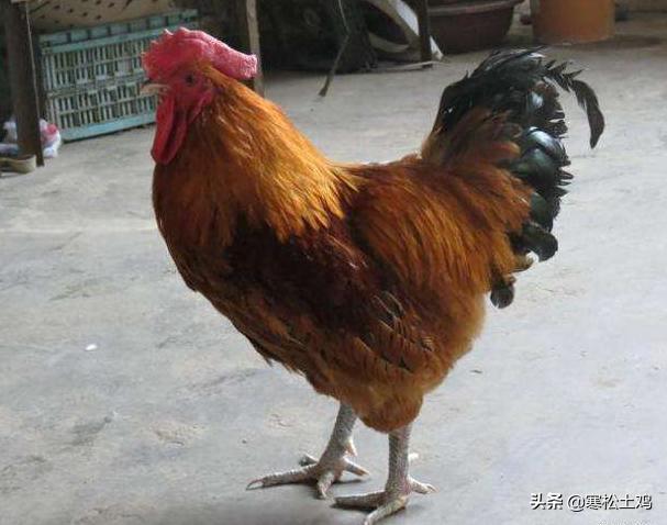 土鸡和普通鸡的区别在哪里呢,怎样养出来的鸡才是正宗土鸡
