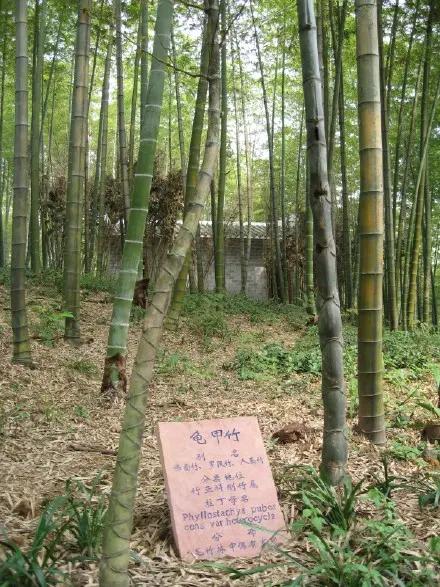 宜宾市长宁蜀南竹海,我的中国行