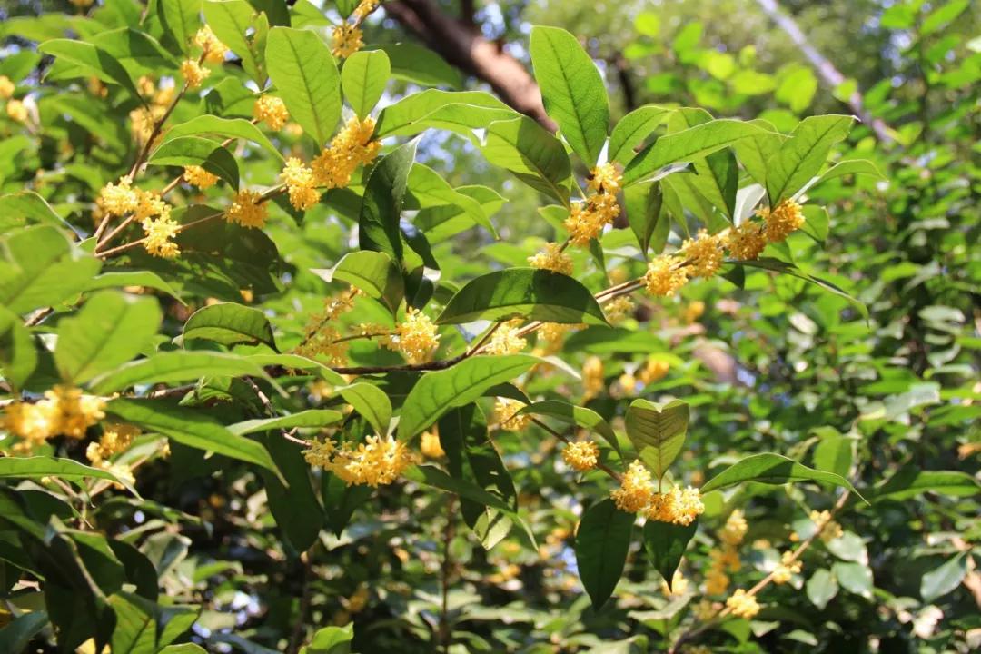 西湖最佳观景地,西湖边的一处幽静之地