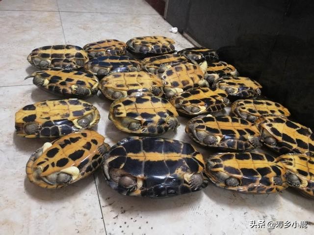 石金钱龟在水生蛋怎么处理,石金钱龟壳怎么处理