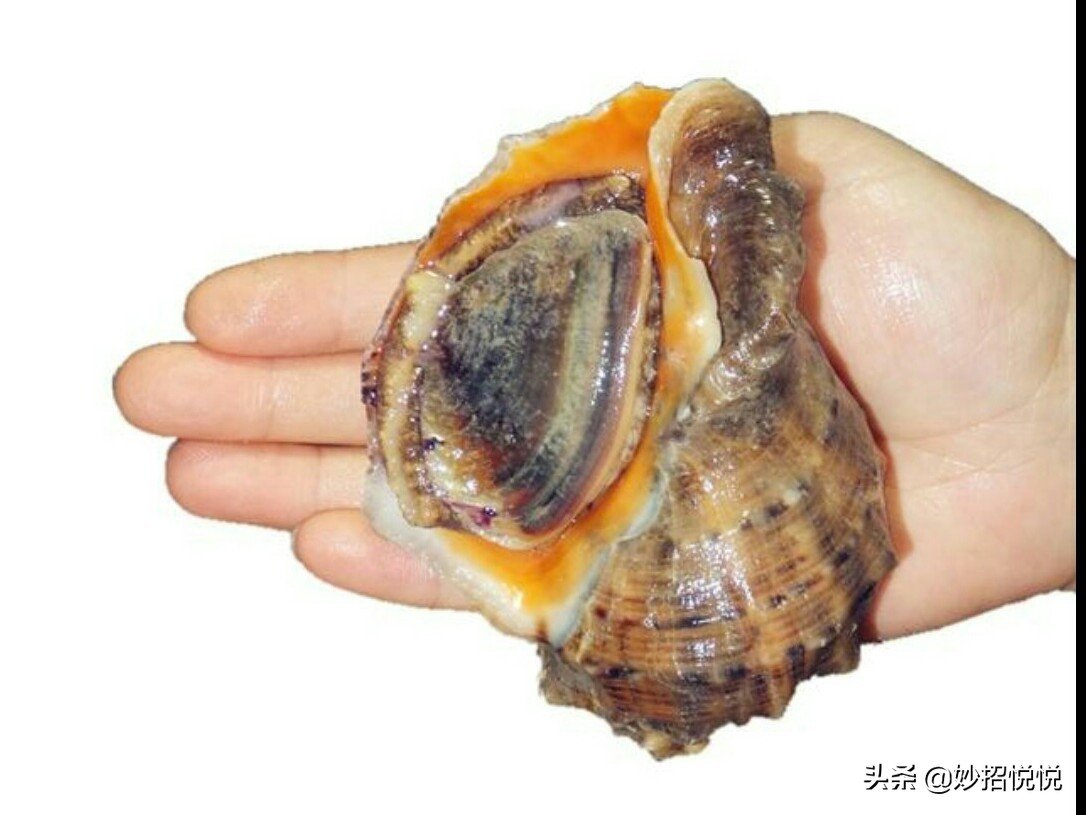 怎么挑选海螺最好,海螺挑选方法
