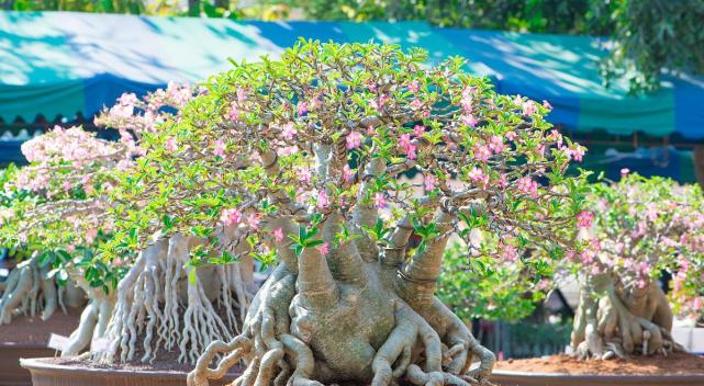 最适合懒人的5种盆栽植物,最适合懒人的十种盆栽植物