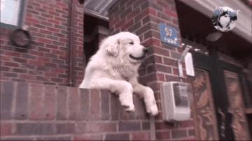 大白狗因“爱笑”成网红，还知道它很受欢迎，狗：我帅吗？