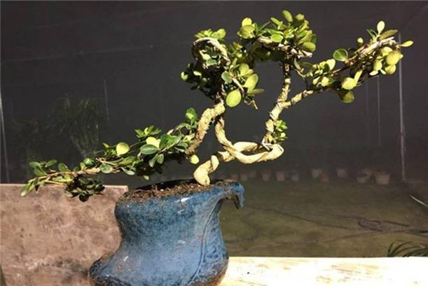 养盆景技巧,盆景修剪的基本方法