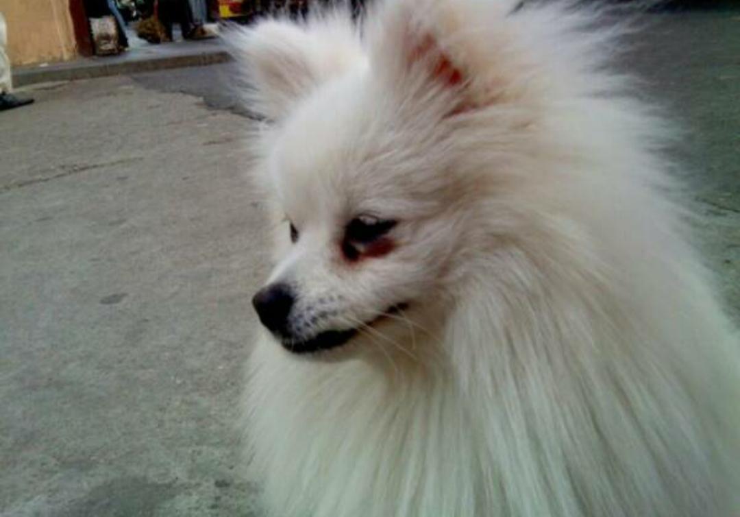 狗狗毛被染色了能洗掉吗,狗狗毛被药染色了怎么处理