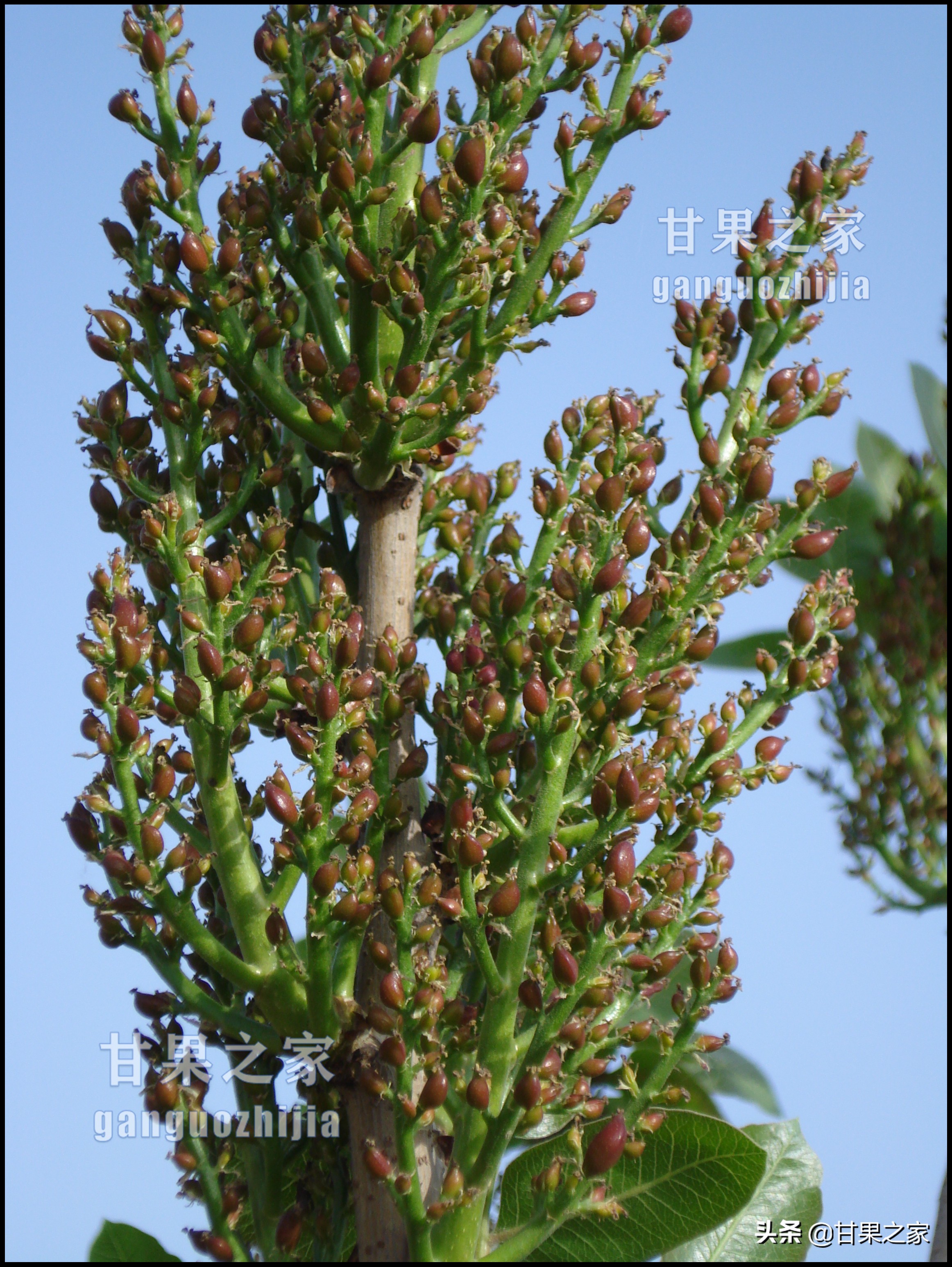 开心果的生长环境是什么,开心果是什么果树种出来的