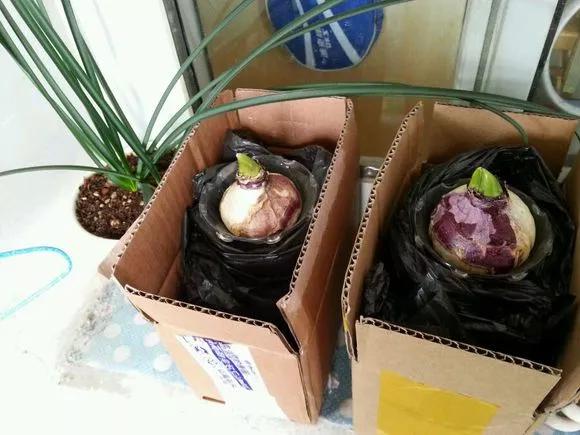 开过的风信子怎么处理,开过的风信子花球怎样处理