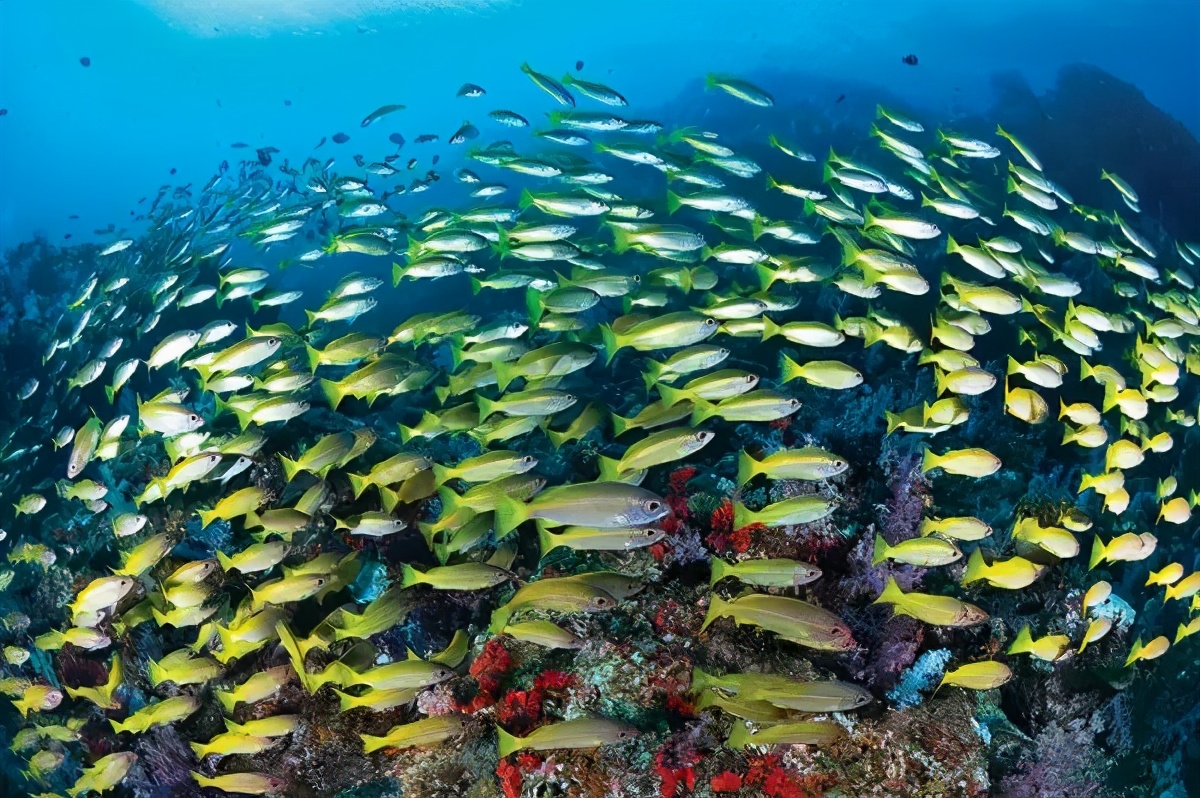 适合初级潜水的潜点,船宿潜水需要带什么