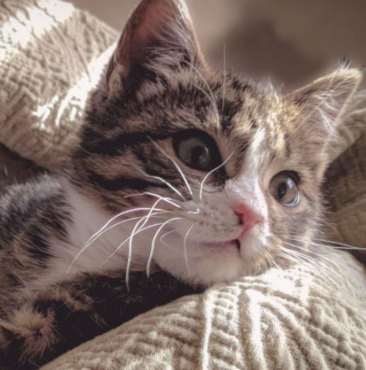 领养的小猫总是叫怎么办,领养的猫晚上一直叫怎么办