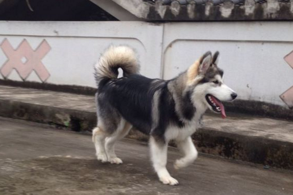 怎么确定阿拉斯加发情,阿拉斯加发情过了会有什么症状