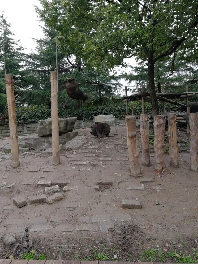 在上海迪士尼怎么玩比较快呢,在上海迪士尼玩一整天