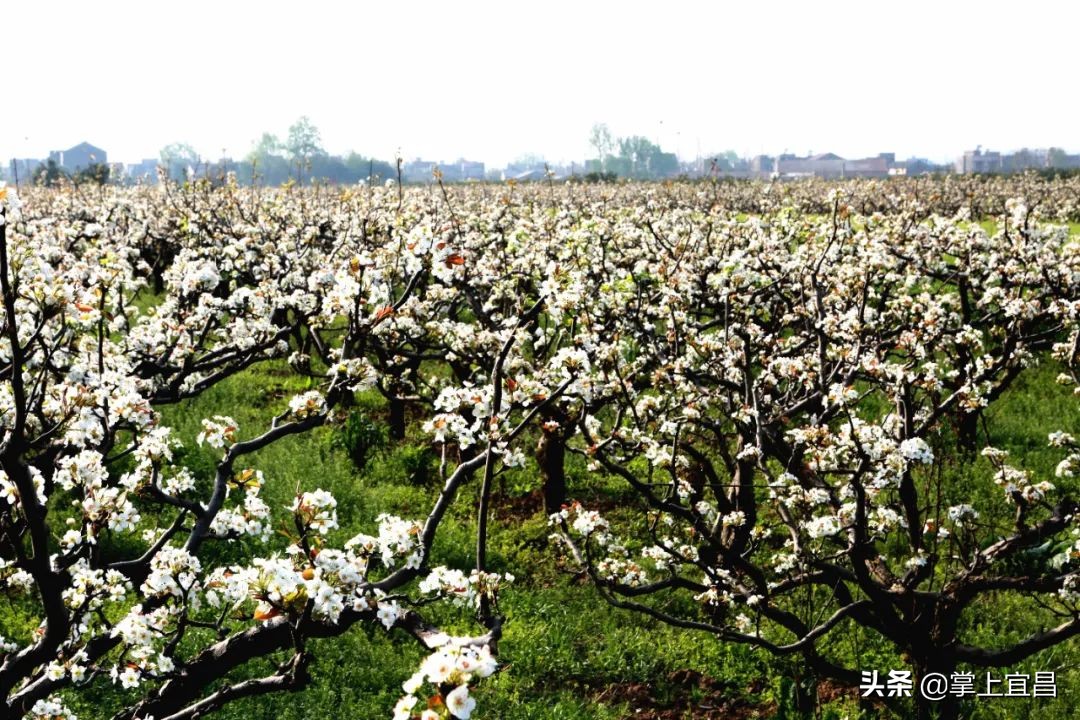 湖北枝江百里洲梨花图片,枝江百里洲梨花观赏时间