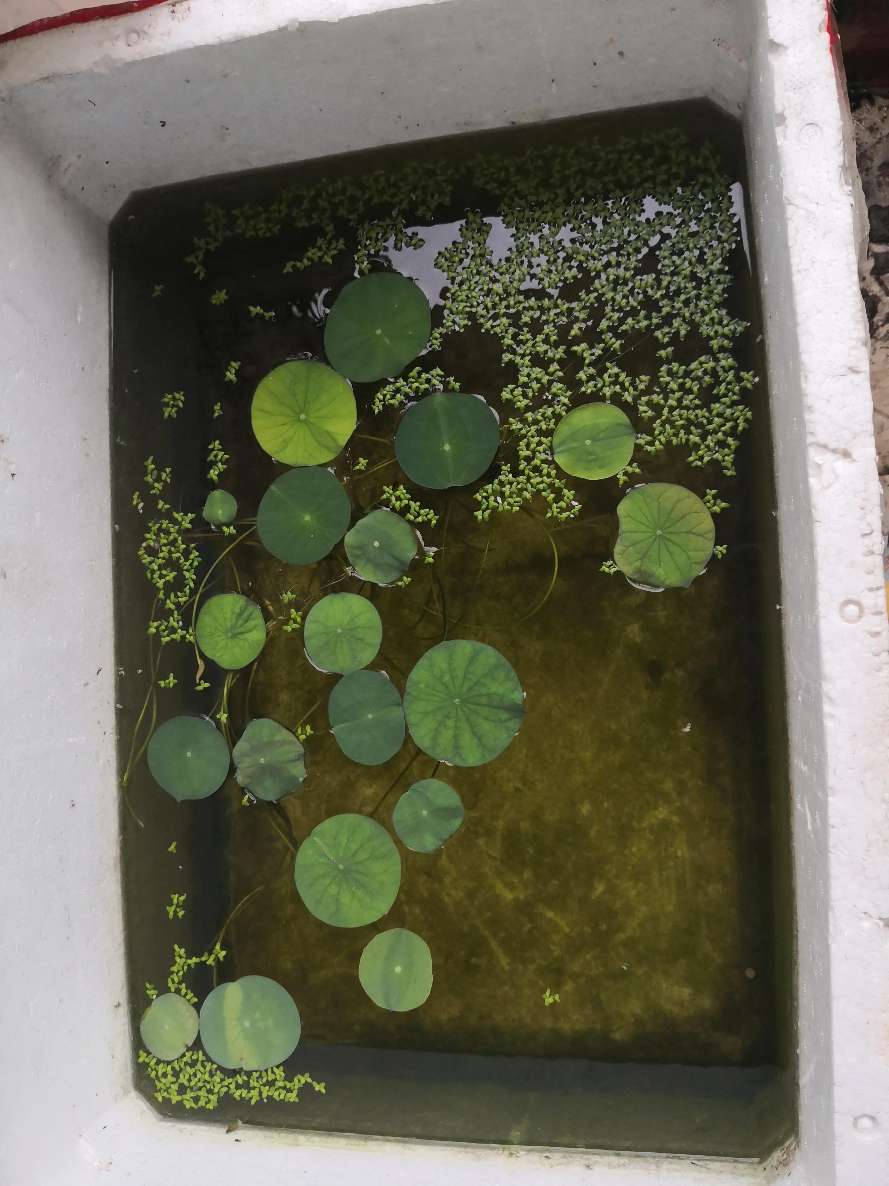 鱼缸养锦鲤水花视频,锦鲤水花苗德系