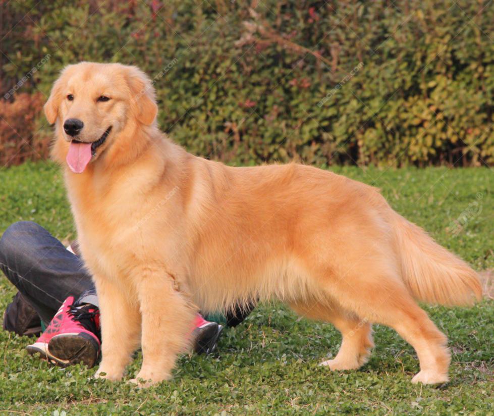 关于金毛犬的简介,金毛犬的祖先是什么犬
