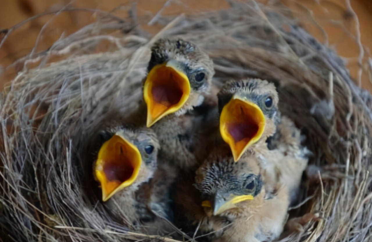 12岁少年鸟神,12岁天才少年懂鸟语