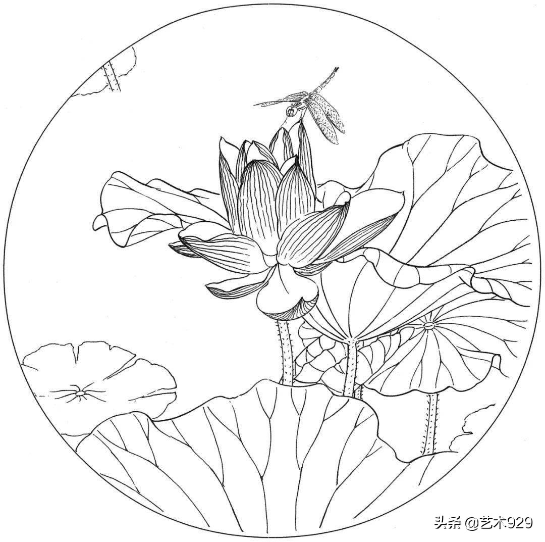 适合初学者的荷花白描画稿,荷花小品实用白描画稿