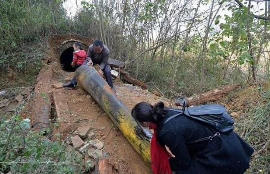 四川双流县棺材长灵芝,发现珍贵的野生灵芝