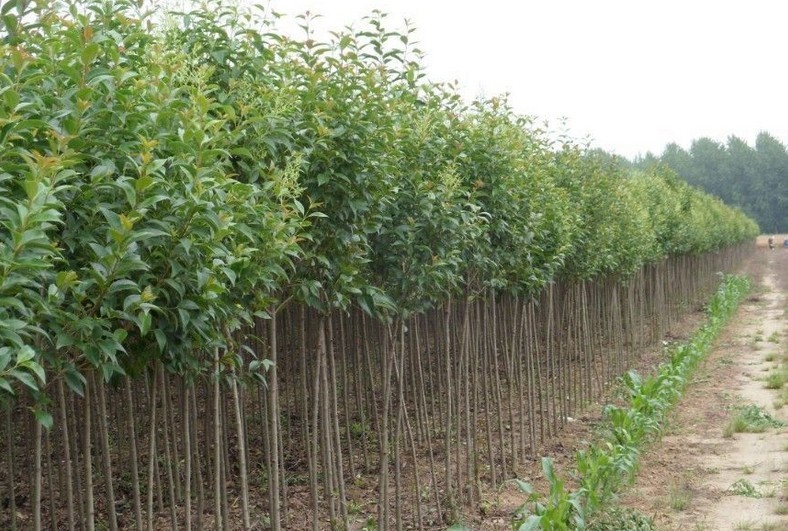 种植摇钱树致富经,荒山种植摇钱树