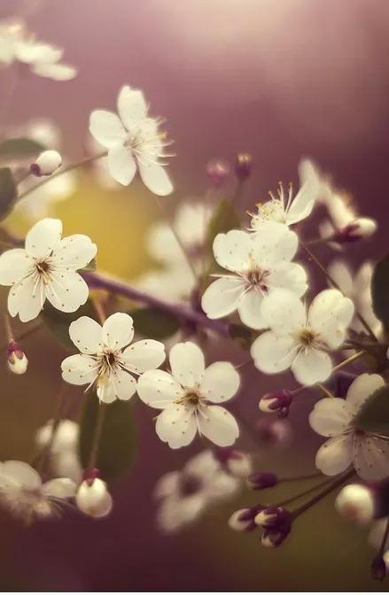 诗经简兮注音版朗诵,读诗经感悟人生