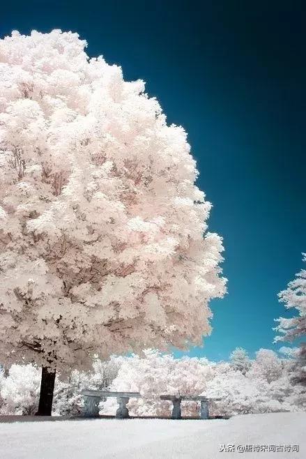 一场大雪洋洋洒洒而来,带雪的唯美唐诗宋词