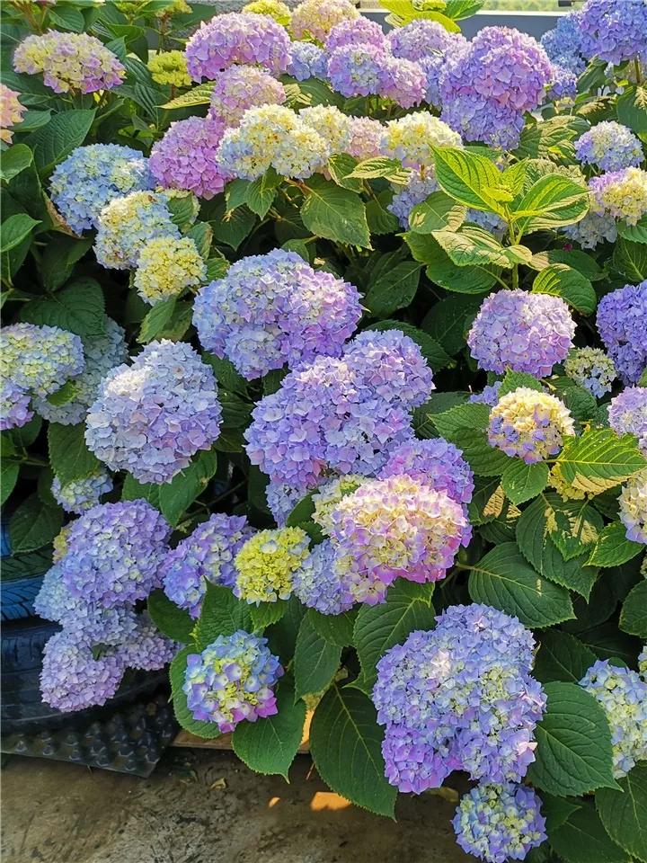 在叶子上的蓝色营养液,在植物的叶子上喷水有用吗