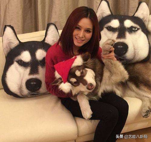 王思聪在哪家买的鸭子,王思聪为什么养鸭