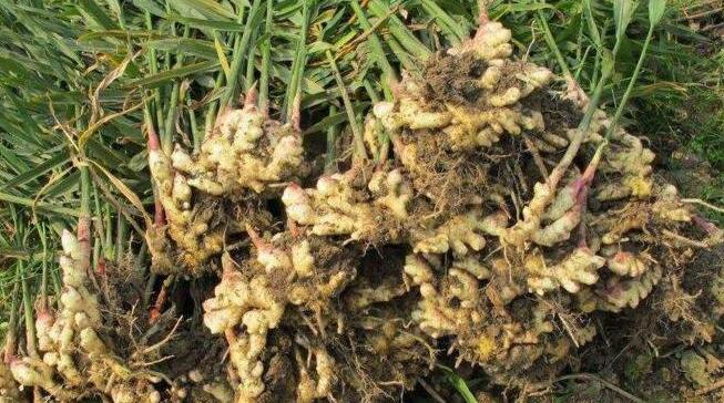 种植生姜怎么提高产量和品质,生姜新品种及种植技术有哪些