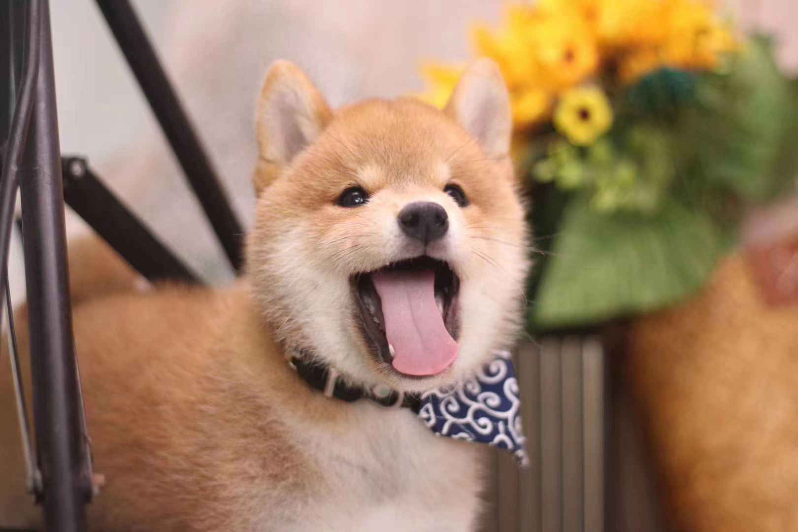 养一只柴犬一个月多少钱,养一只柴犬一个月要多少钱