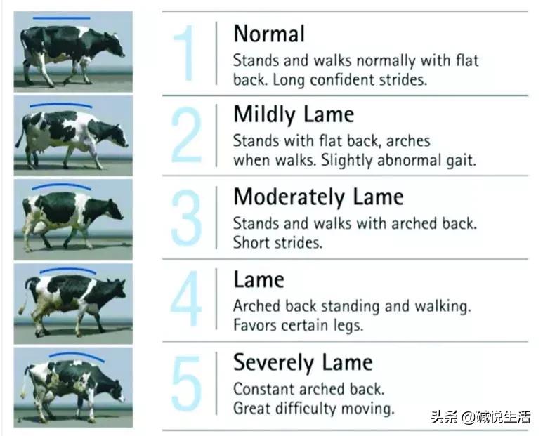 奶牛瘫痪症诊断,奶牛跛行的早期发现及五步修蹄法