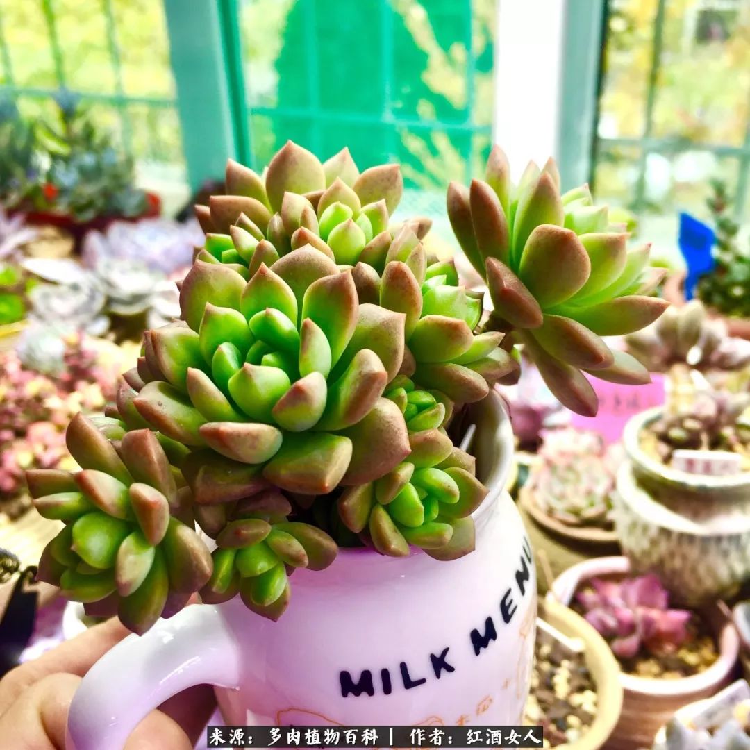 记录走过的美景留下美好的回忆,记录走过的每一段美好时光