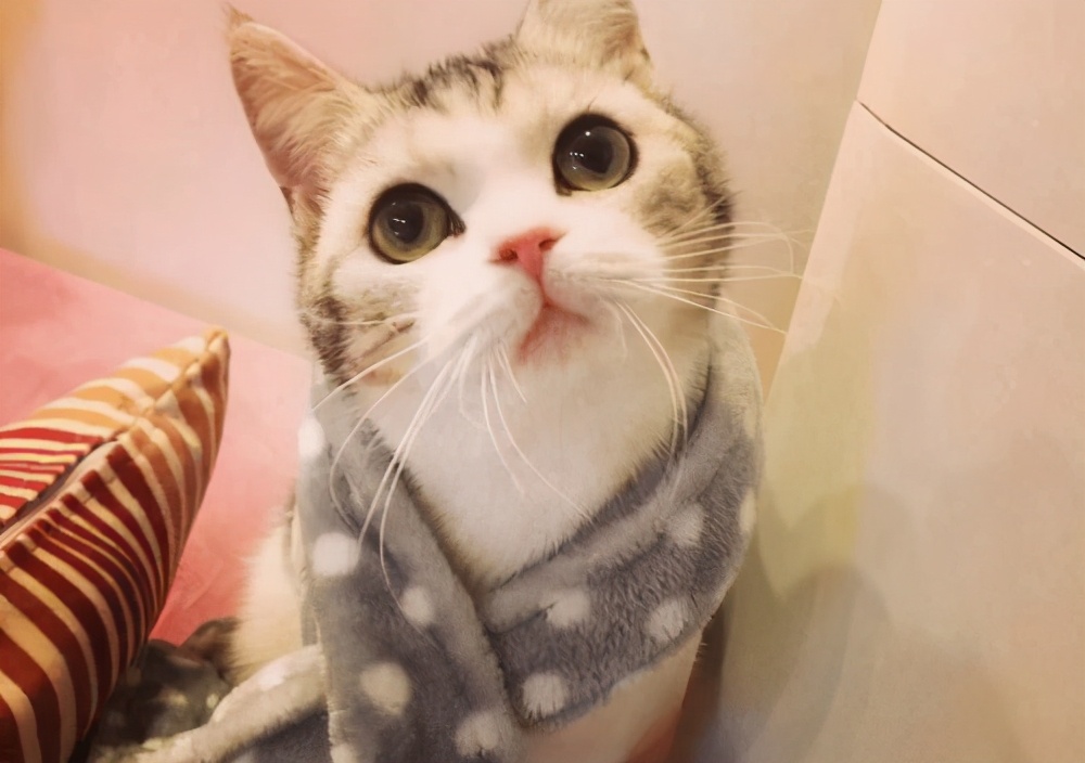 满月小猫咪拉稀是怎么回事儿,满月猫咪拉稀怎么办