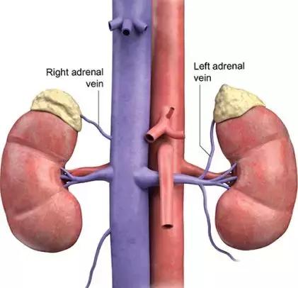 总医院高血压科,肾上腺静脉取血结果分析