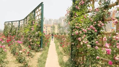 西安草滩马尔代夫,咸阳沙滩马尔代夫