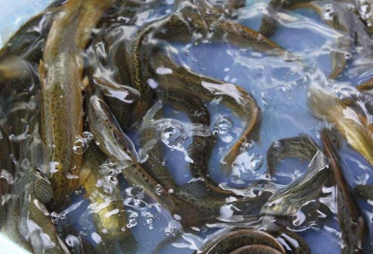 藕田养殖泥鳅存活率,泥鳅池塘种植技术和管理