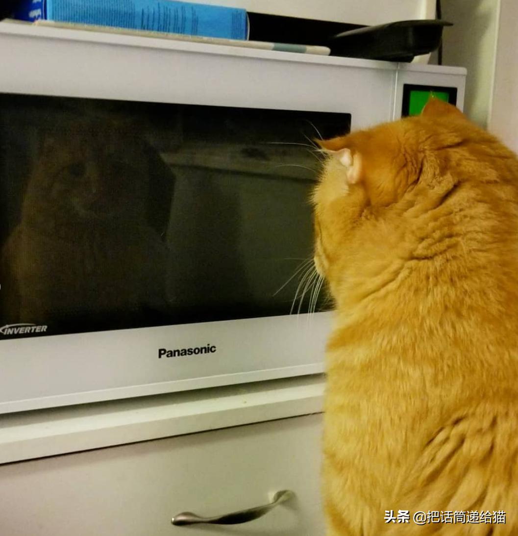 被弃养了一次的猫,从病魔中救回的猫脱离安乐死