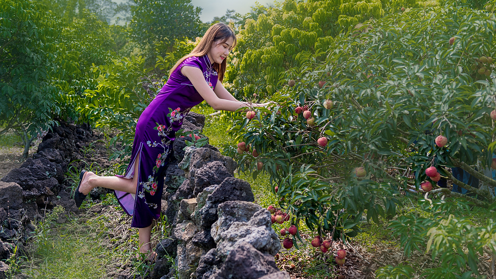 海口附近的荔枝采摘园有地过夜吗,海口周边采摘荔枝一日游最佳地点