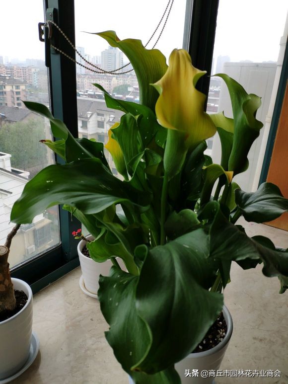 彩色马蹄莲怎么养好看,彩色马蹄莲种球复花