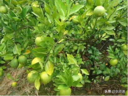 微生物学知识精要,微生物菌剂科普类短视频